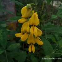 Crotalaria trichotoma Bojer